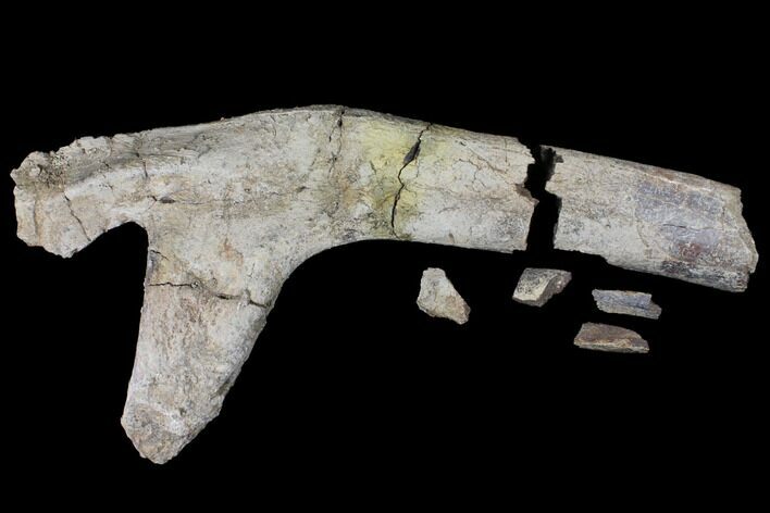 Unprepared Fossil Triceratops Rib Section - North Dakota #120238